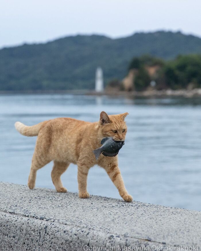 Japanese Photographer Captures Cats On The Streets Proving That Felines Really Are The Kings Of The World (71 New Pics)
