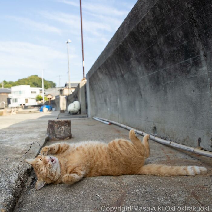 Japanese Photographer Captures Cats On The Streets Proving That Felines Really Are The Kings Of The World (71 New Pics)