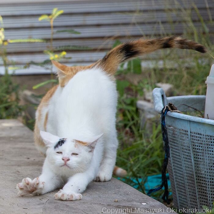 Japanese Photographer Captures Cats On The Streets Proving That Felines Really Are The Kings Of The World (71 New Pics)