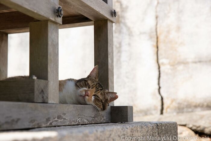 Japanese Photographer Captures Cats On The Streets Proving That Felines Really Are The Kings Of The World (71 New Pics)