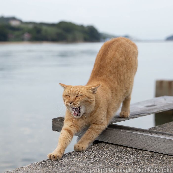 Japanese Photographer Captures Cats On The Streets Proving That Felines Really Are The Kings Of The World (71 New Pics)