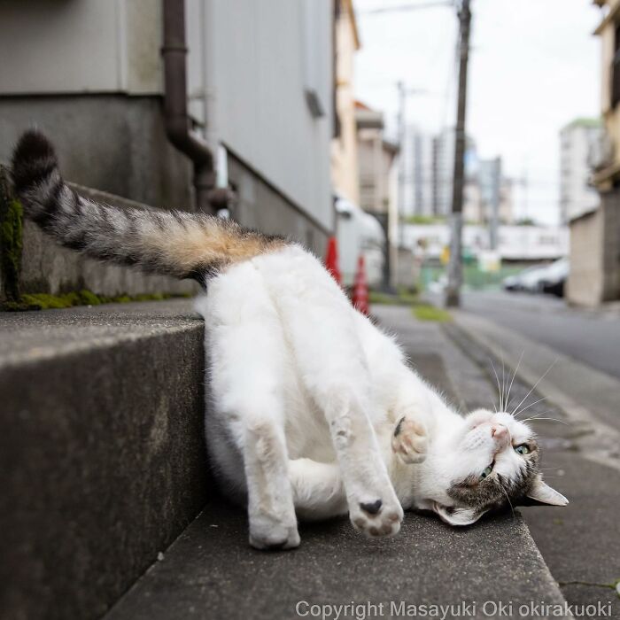 Japanese Photographer Captures Cats On The Streets Proving That Felines Really Are The Kings Of The World (71 New Pics)