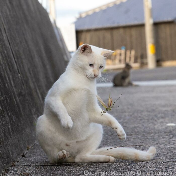 Japanese Photographer Captures Cats On The Streets Proving That Felines Really Are The Kings Of The World (71 New Pics)