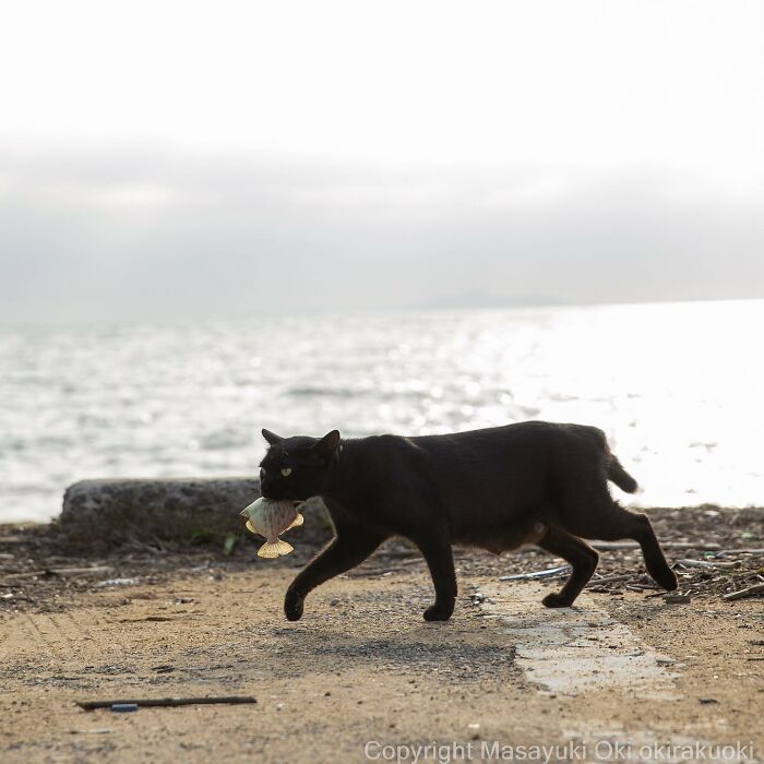 Japanese Photographer Captures Cats On The Streets Proving That Felines Really Are The Kings Of The World (71 New Pics)