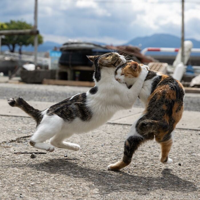 Japanese Photographer Captures Cats On The Streets Proving That Felines Really Are The Kings Of The World (71 New Pics)