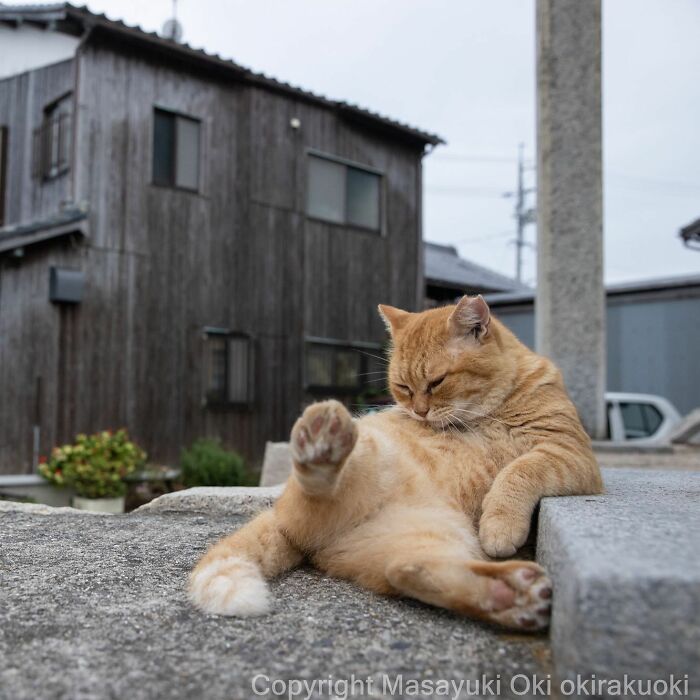 Japanese Photographer Captures Cats On The Streets Proving That Felines Really Are The Kings Of The World (71 New Pics)