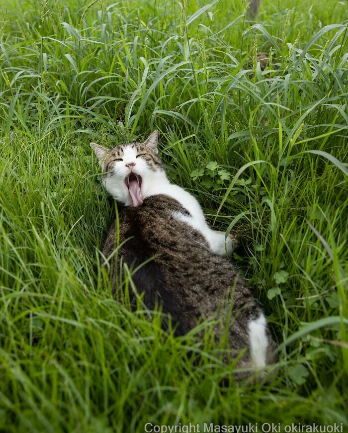 Japanese Photographer Captures Cats On The Streets Proving That Felines Really Are The Kings Of The World (71 New Pics)