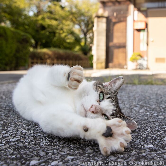 Japanese Photographer Captures Cats On The Streets Proving That Felines Really Are The Kings Of The World (71 New Pics)