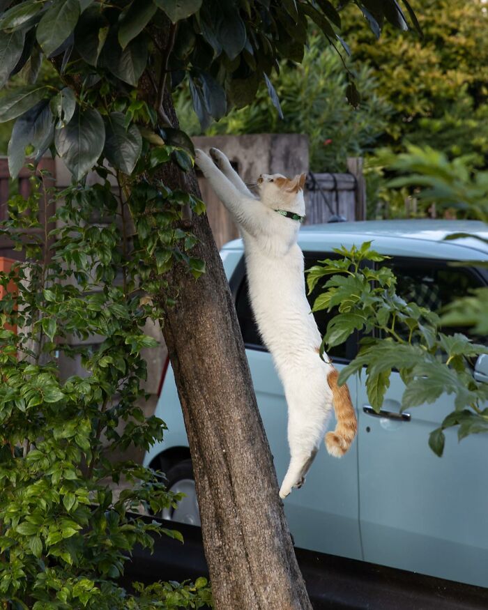 Japanese Photographer Captures Cats On The Streets Proving That Felines Really Are The Kings Of The World (71 New Pics)