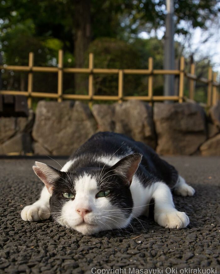 Japanese Photographer Captures Cats On The Streets Proving That Felines Really Are The Kings Of The World (71 New Pics)