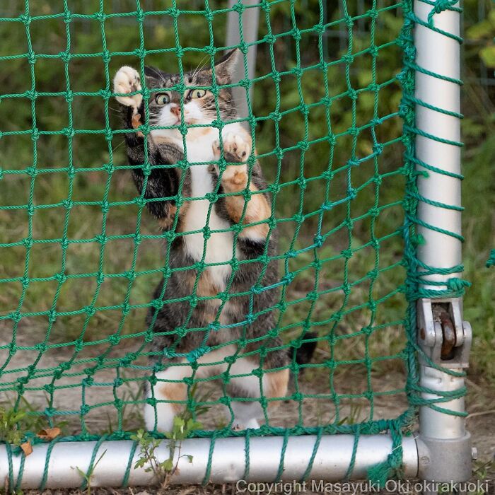 Japanese Photographer Captures Cats On The Streets Proving That Felines Really Are The Kings Of The World (71 New Pics)