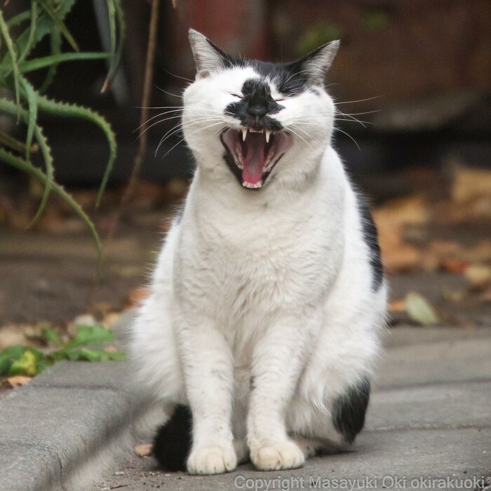Japanese Photographer Captures Cats On The Streets Proving That Felines Really Are The Kings Of The World (71 New Pics)
