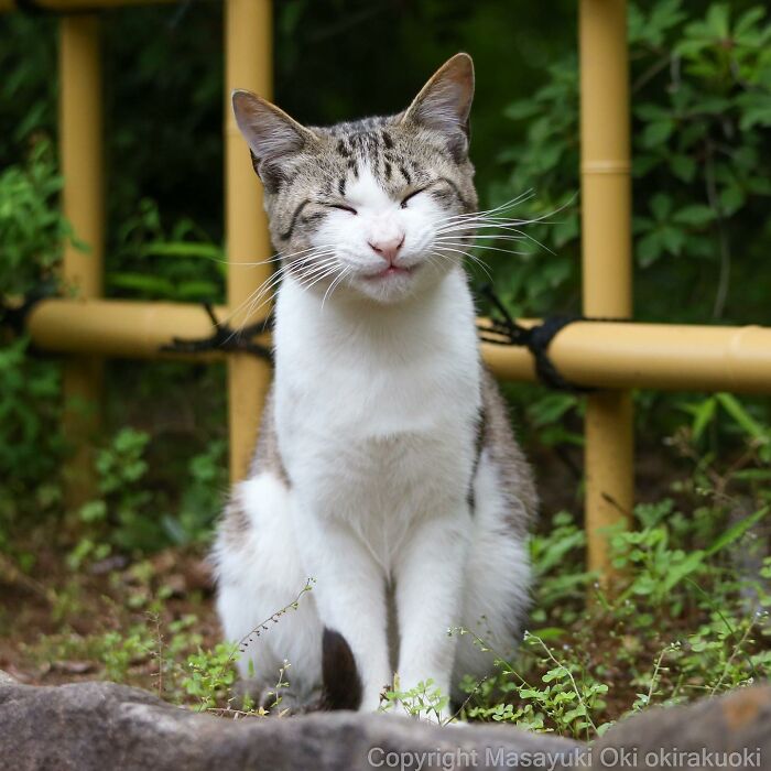 Japanese Photographer Captures Cats On The Streets Proving That Felines Really Are The Kings Of The World (71 New Pics)