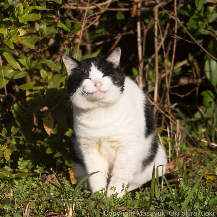 Japanese Photographer Captures Cats On The Streets Proving That Felines Really Are The Kings Of The World (71 New Pics)
