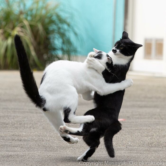 Japanese Photographer Captures Cats On The Streets Proving That Felines Really Are The Kings Of The World (71 New Pics)