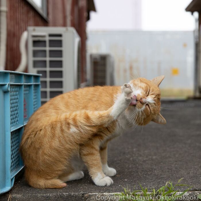 Japanese Photographer Captures Cats On The Streets Proving That Felines Really Are The Kings Of The World (71 New Pics)