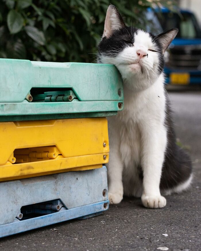 Japanese Photographer Captures Cats On The Streets Proving That Felines Really Are The Kings Of The World (71 New Pics)