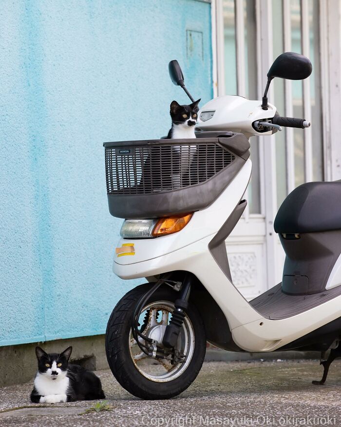 Japanese Photographer Captures Cats On The Streets Proving That Felines Really Are The Kings Of The World (71 New Pics)