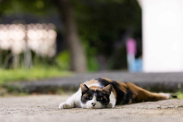 Japanese Photographer Captures Cats On The Streets Proving That Felines Really Are The Kings Of The World (71 New Pics)