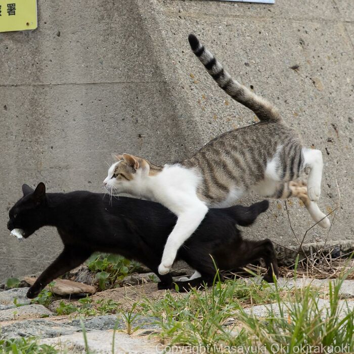 Japanese Photographer Captures Cats On The Streets Proving That Felines Really Are The Kings Of The World (71 New Pics)