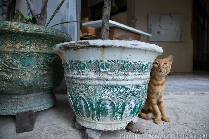 Japanese Photographer Captures Cats On The Streets Proving That Felines Really Are The Kings Of The World (71 New Pics)