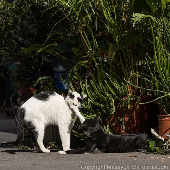 Japanese Photographer Captures Cats On The Streets Proving That Felines Really Are The Kings Of The World (71 New Pics)