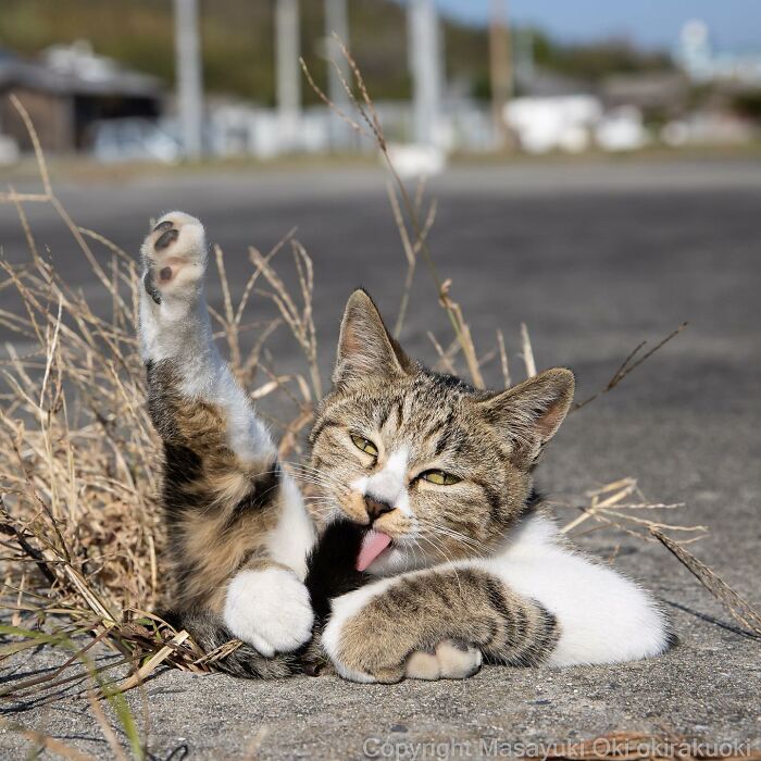 Japanese Photographer Captures Cats On The Streets Proving That Felines Really Are The Kings Of The World (71 New Pics)