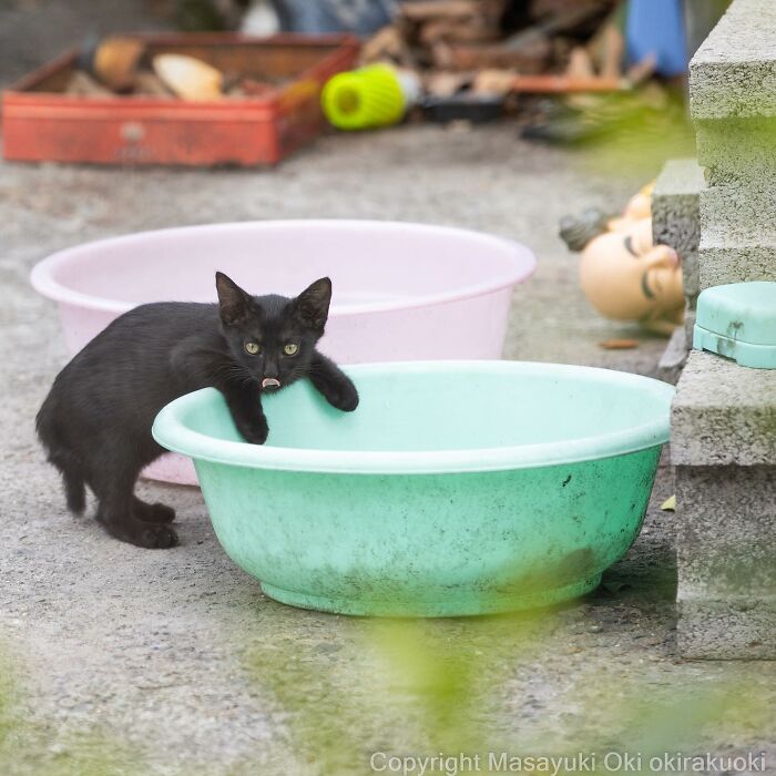 Japanese Photographer Captures Cats On The Streets Proving That Felines Really Are The Kings Of The World (71 New Pics)