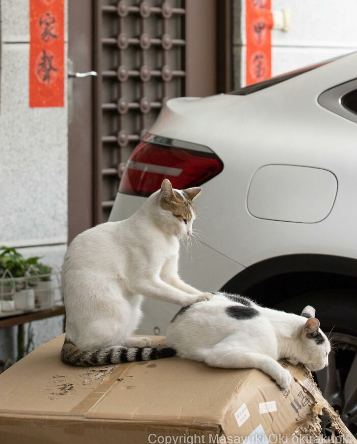 Japanese Photographer Captures Cats On The Streets Proving That Felines Really Are The Kings Of The World (71 New Pics)