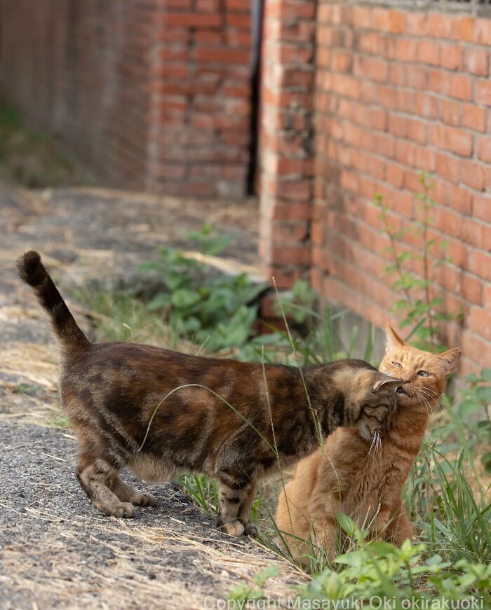 Japanese Photographer Captures Cats On The Streets Proving That Felines Really Are The Kings Of The World (71 New Pics)