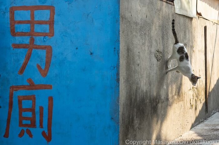 Japanese Photographer Captures Cats On The Streets Proving That Felines Really Are The Kings Of The World (71 New Pics)