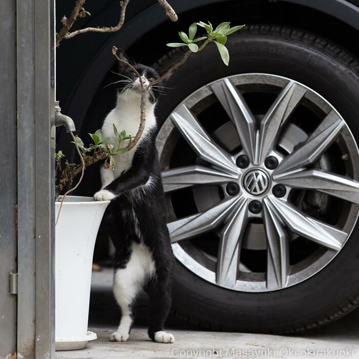 Japanese Photographer Captures Cats On The Streets Proving That Felines Really Are The Kings Of The World (71 New Pics)