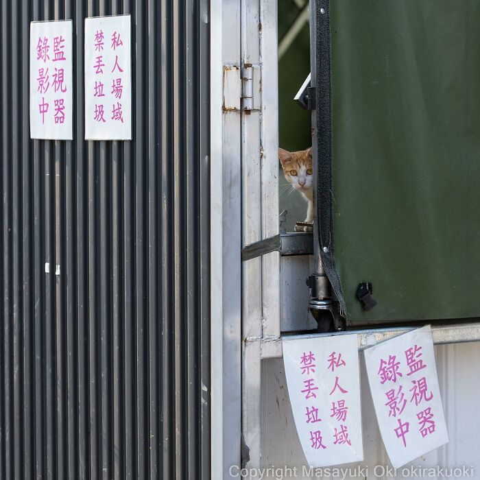 Japanese Photographer Captures Cats On The Streets Proving That Felines Really Are The Kings Of The World (71 New Pics)