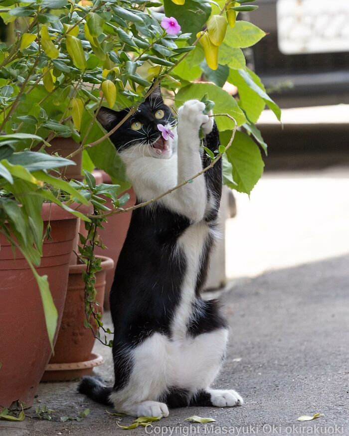 Japanese Photographer Captures Cats On The Streets Proving That Felines Really Are The Kings Of The World (71 New Pics)
