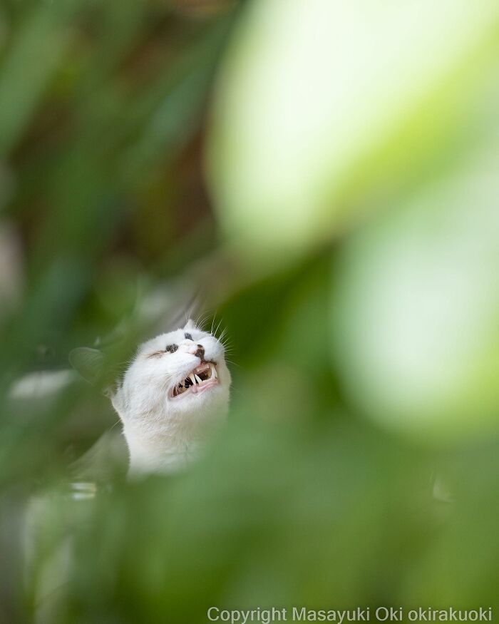 Japanese Photographer Captures Cats On The Streets Proving That Felines Really Are The Kings Of The World (71 New Pics)