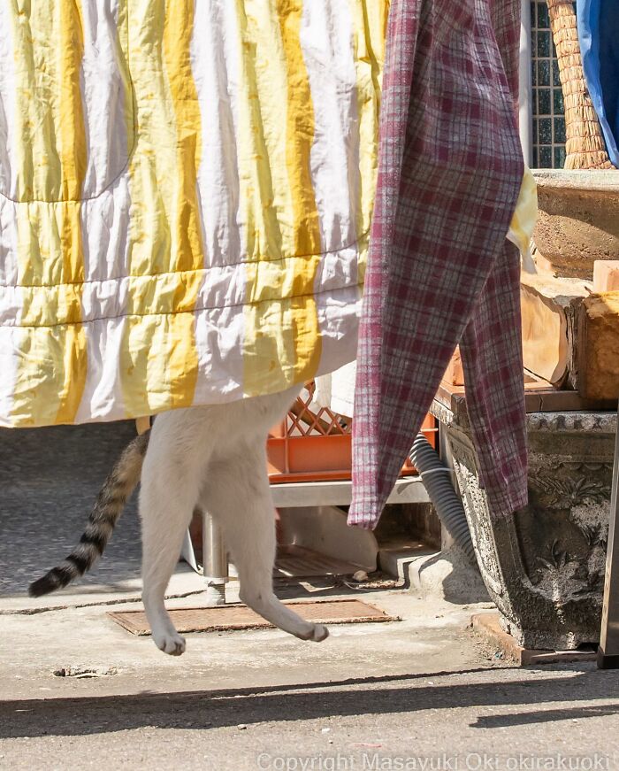 Japanese Photographer Captures Cats On The Streets Proving That Felines Really Are The Kings Of The World (71 New Pics)