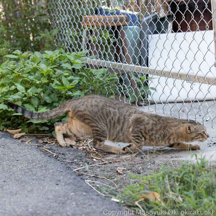 Japanese Photographer Captures Cats On The Streets Proving That Felines Really Are The Kings Of The World (71 New Pics)