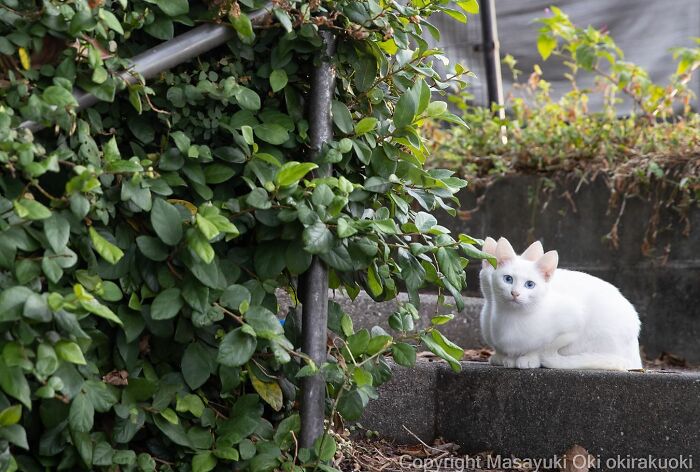 Japanese Photographer Captures Cats On The Streets Proving That Felines Really Are The Kings Of The World (71 New Pics)