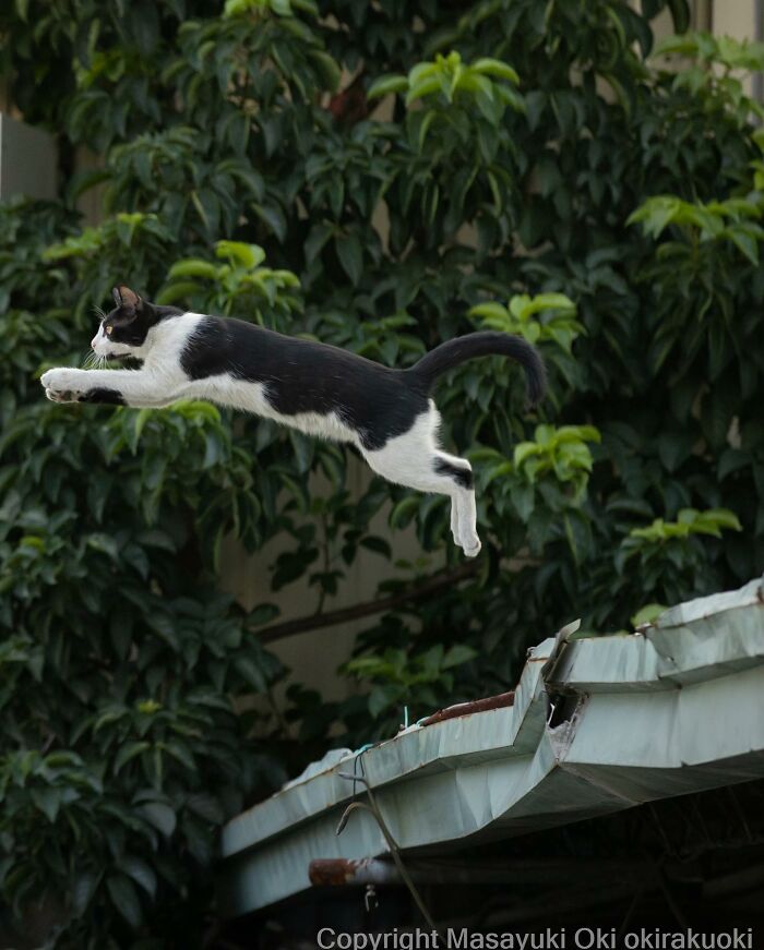 Japanese Photographer Captures Cats On The Streets Proving That Felines Really Are The Kings Of The World (71 New Pics)