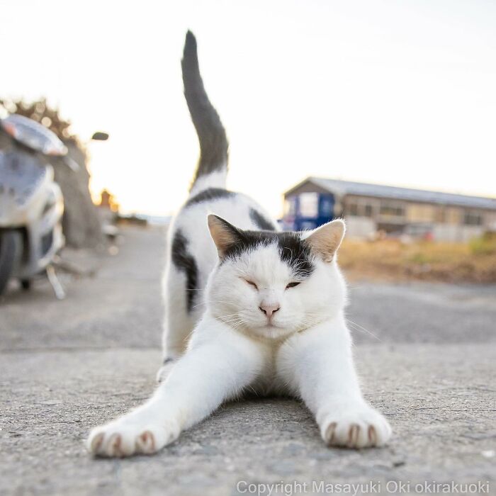Japanese Photographer Captures Cats On The Streets Proving That Felines Really Are The Kings Of The World (71 New Pics)