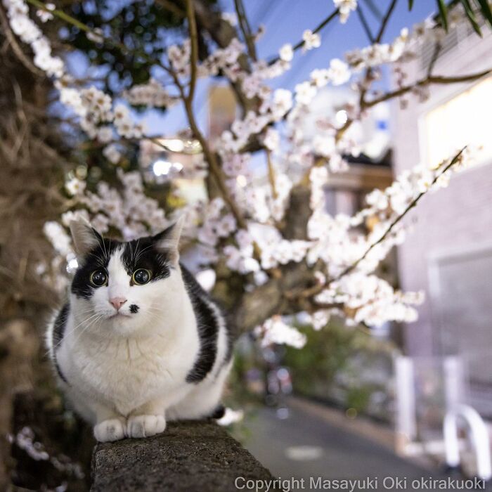 Japanese Photographer Captures Cats On The Streets Proving That Felines Really Are The Kings Of The World (71 New Pics)