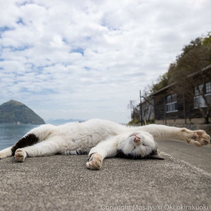 Japanese Photographer Captures Cats On The Streets Proving That Felines Really Are The Kings Of The World (71 New Pics)