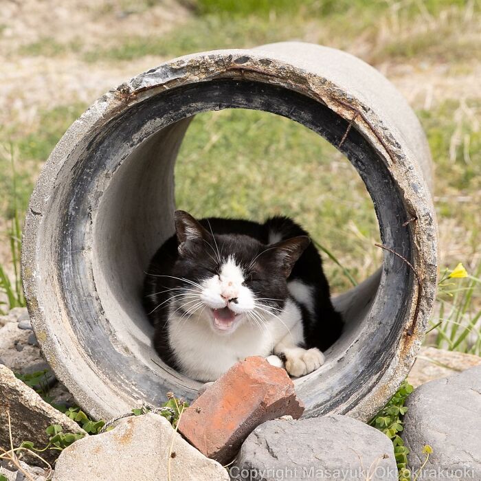 Japanese Photographer Captures Cats On The Streets Proving That Felines Really Are The Kings Of The World (71 New Pics)