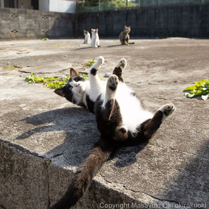 Japanese Photographer Captures Cats On The Streets Proving That Felines Really Are The Kings Of The World (71 New Pics)