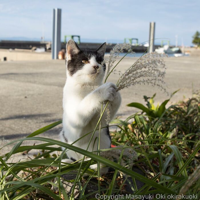 Japanese Photographer Captures Cats On The Streets Proving That Felines Really Are The Kings Of The World (71 New Pics)