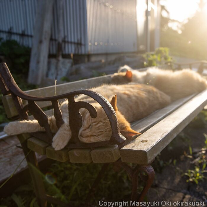 Japanese Photographer Captures Cats On The Streets Proving That Felines Really Are The Kings Of The World (71 New Pics)