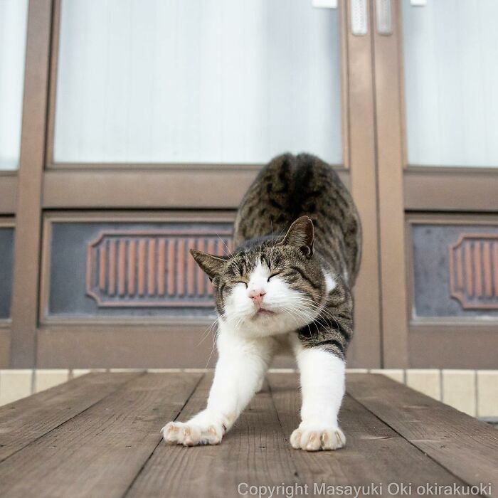 Japanese Photographer Captures Cats On The Streets Proving That Felines Really Are The Kings Of The World (71 New Pics)