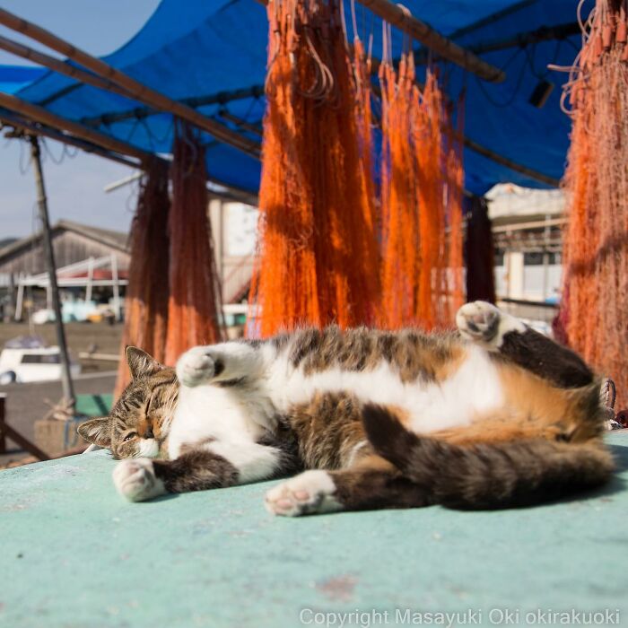 Japanese Photographer Captures Cats On The Streets Proving That Felines Really Are The Kings Of The World (71 New Pics)