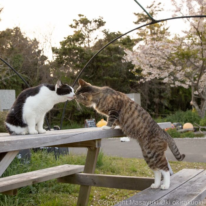 Japanese Photographer Captures Cats On The Streets Proving That Felines Really Are The Kings Of The World (71 New Pics)