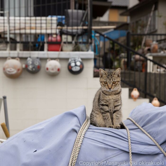 Japanese Photographer Captures Cats On The Streets Proving That Felines Really Are The Kings Of The World (71 New Pics)